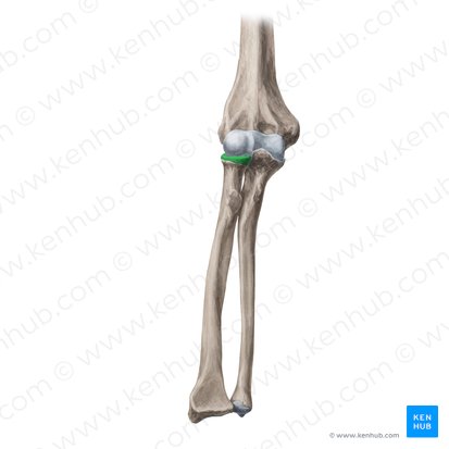 Circunferencia articular de la cabeza del radio (Circumferentia articularis capitis radii); Imagen: Yousun Koh