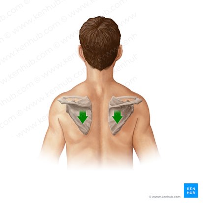 Depressio scapulae (Absenken des Schulterblatts); Bild: Paul Kim