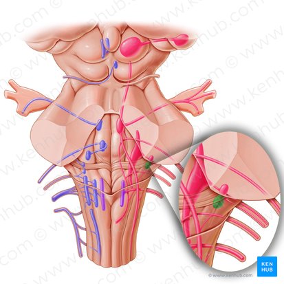 Núcleo coclear posterior (Nucleus cochlearis posterior); Imagen: Paul Kim