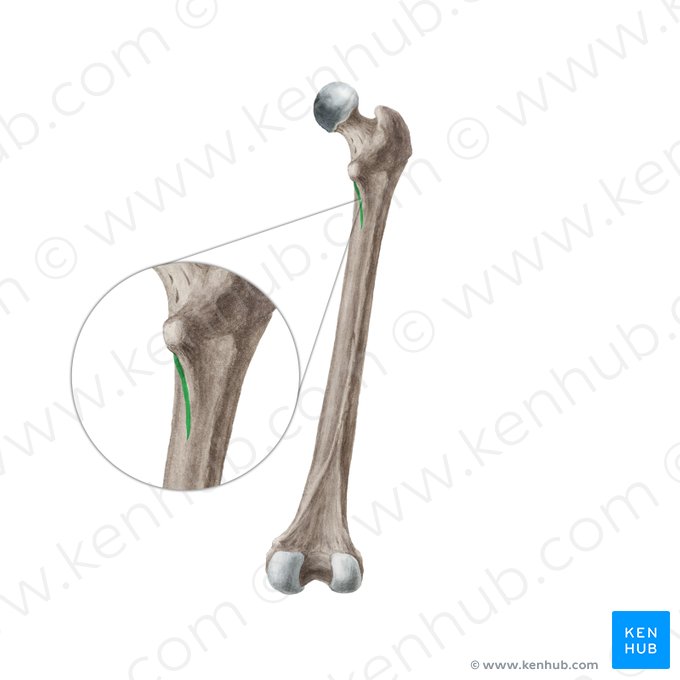 Spiral line of femur (Linea spiralis ossis femoris); Image: Liene Znotina