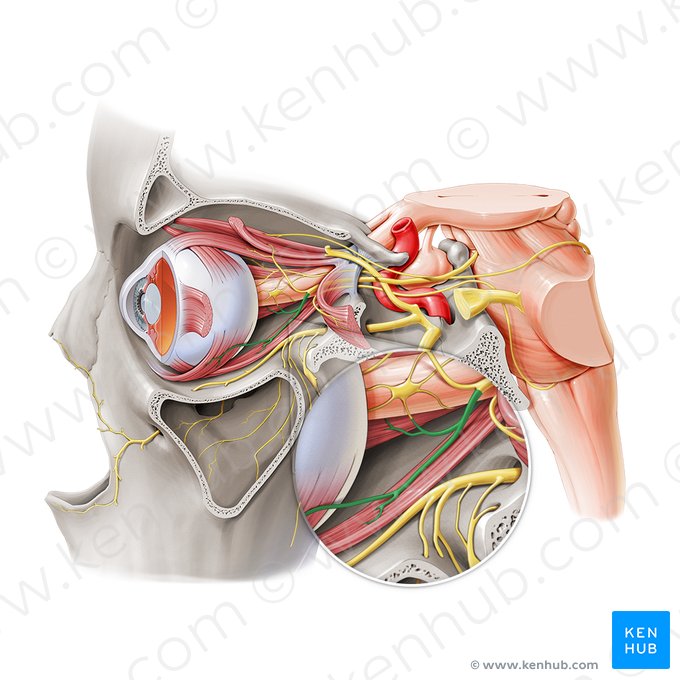 Ramo inferior del nervio oculomotor (Ramus inferior nervi oculomotorii); Imagen: Paul Kim