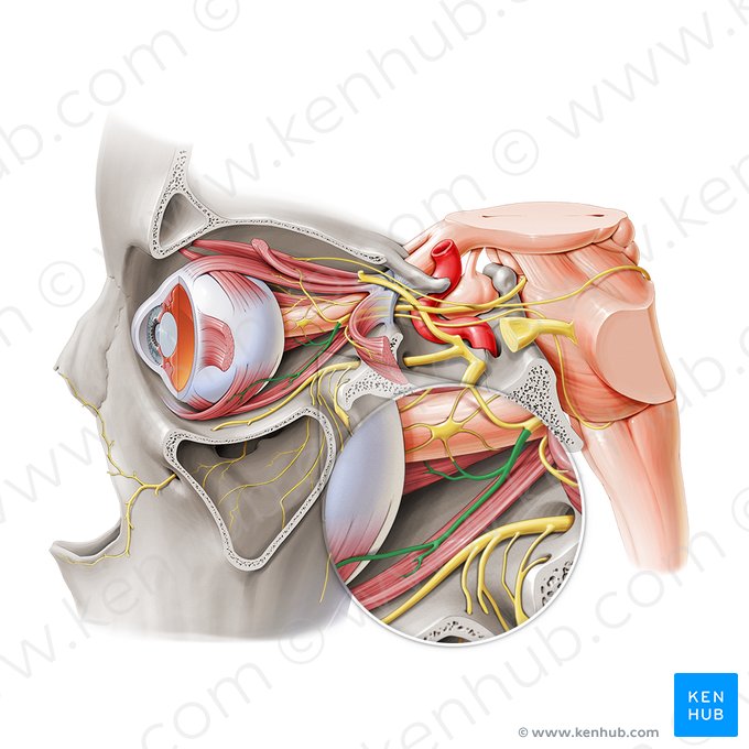 Ramo inferior do nervo oculomotor (Ramus inferior nervi oculomotorii); Imagem: Paul Kim