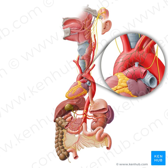 Plexo cardíaco (Plexus cardiacus); Imagem: Paul Kim