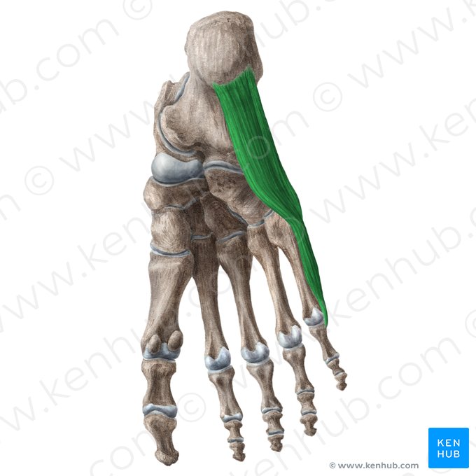 Músculo abductor del quinto dedo (Musculus abductor digiti minimi pedis); Imagen: Liene Znotina