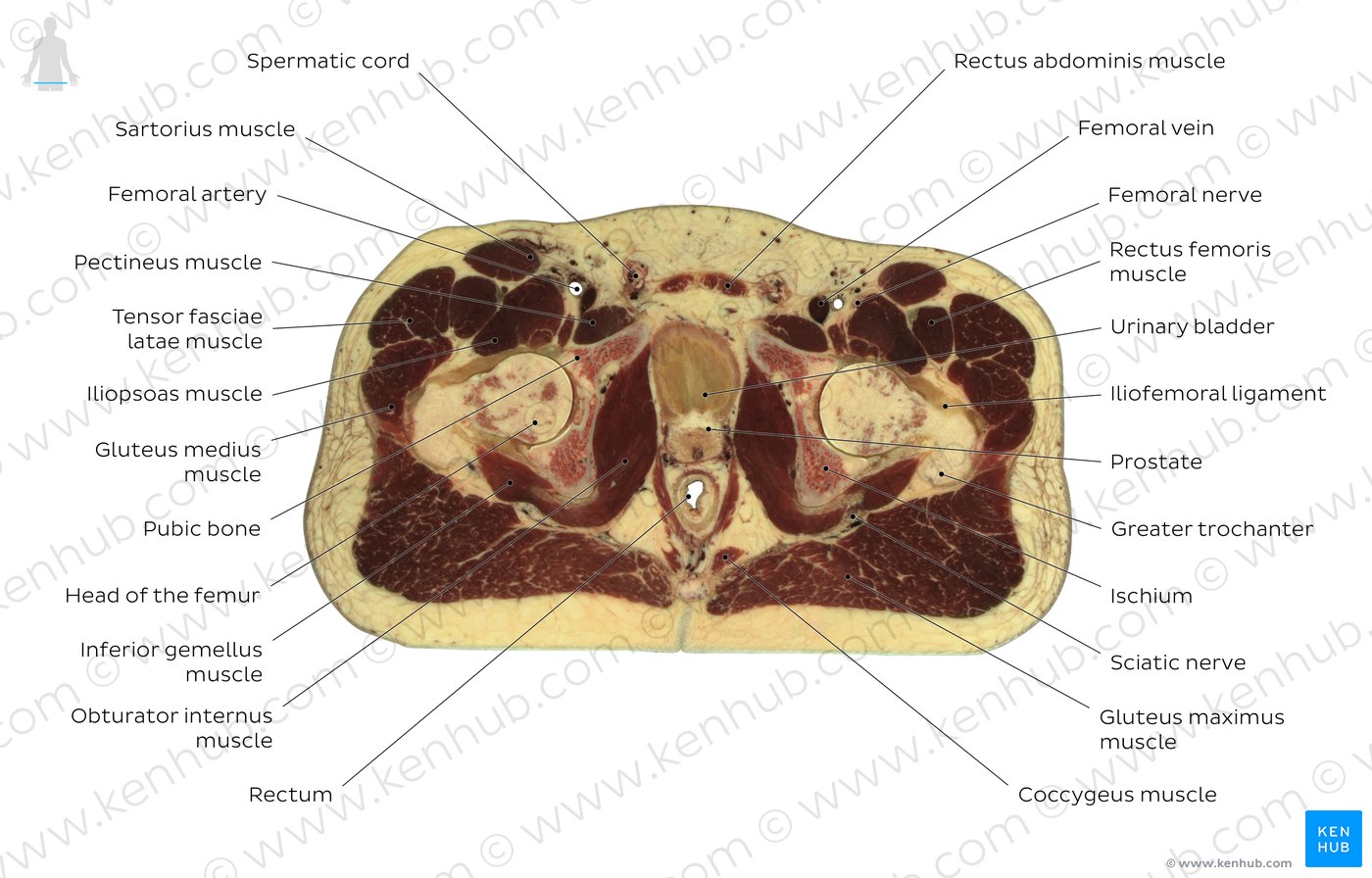 Cross section of the male pelvis through distal end of coccyx: Diagram