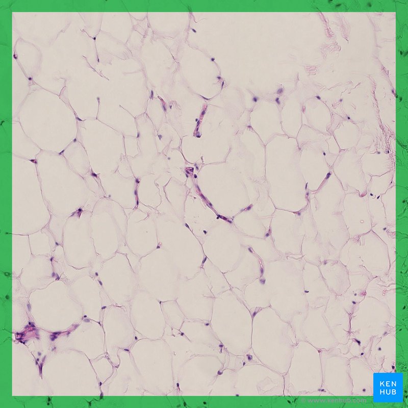 Adipose tissue: Definition, location, function | Kenhub