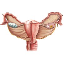 Female pelvis and reproductive organs