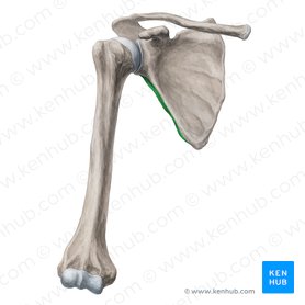Scapula: Anatomy and clinical notes | Kenhub