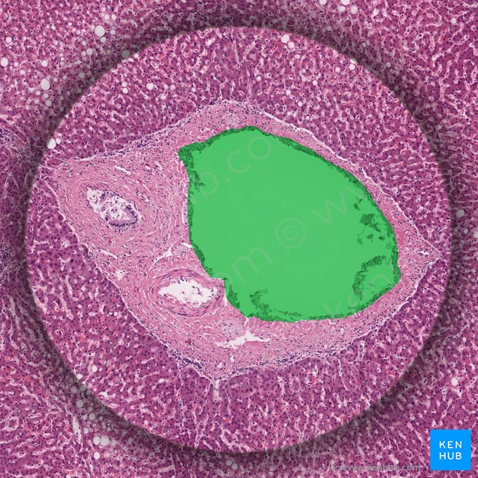 Veia interlobular (Vena interlobularis); Imagem: 