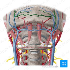 Arteria facialis (Gesichtsarterie); Bild: Yousun Koh
