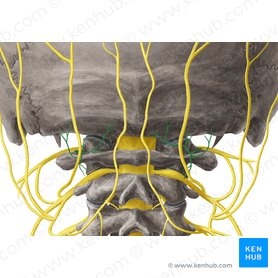 Suboccipital nerve (Nervus suboccipitalis); Image: Yousun Koh