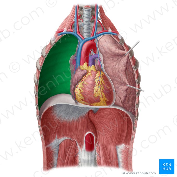 Porção costal da pleura parietal (Pars costalis pleurae parietalis); Imagem: Yousun Koh