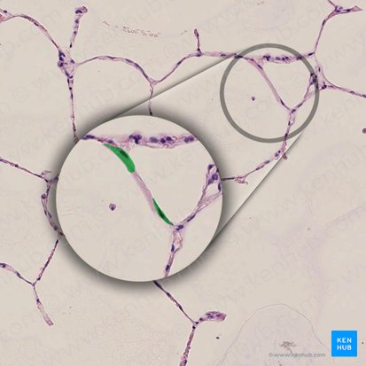 Neumocitos tipo I (Pneumocytus typus I); Imagen: 