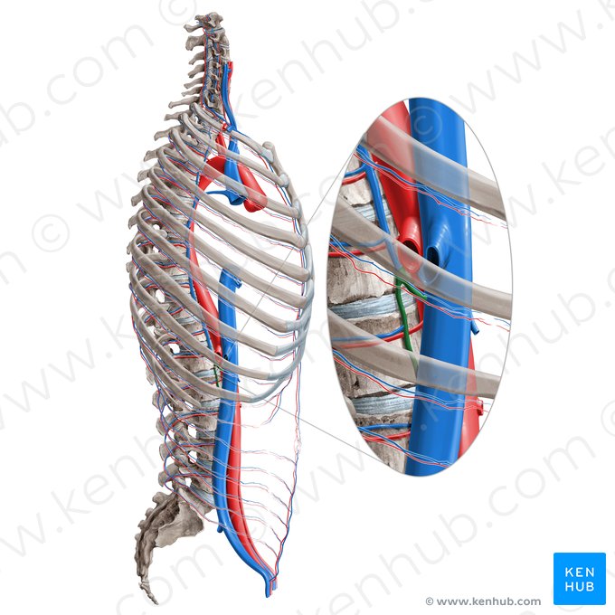 Vena lumbar ascendente (Vena lumbalis ascendens); Imagen: Paul Kim