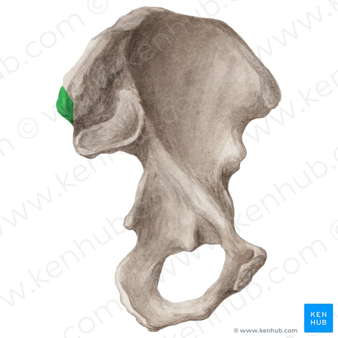 Espinha ilíaca póstero-superior (Spina iliaca posterior superior); Imagem: Liene Znotina