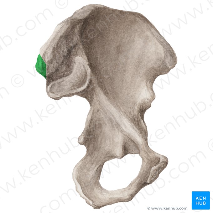 Epine iliaque postérieure supérieure (Spina iliaca posterior superior); Image : Liene Znotina