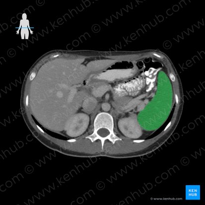 Baço (Splen); Imagem: 