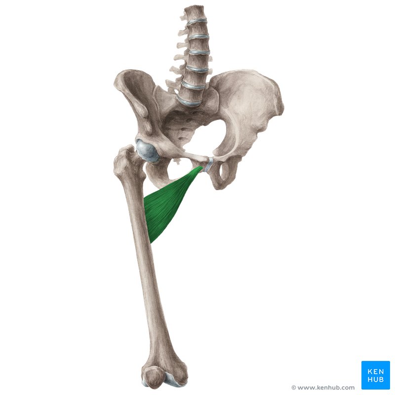 Adductor brevis muscle (musculus adductor brevis)