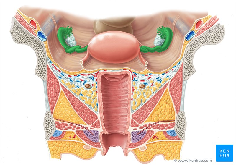 Fallopian tube - ventral view