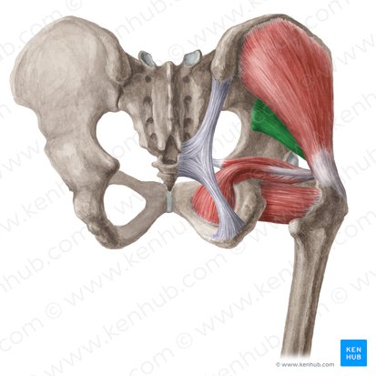 Musculus gluteus minimus (Kleiner Gesäßmuskel); Bild: Liene Znotina