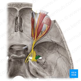 Nervus mandibularis (Unterkiefernerv); Bild: Yousun Koh
