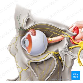 Supratrochlear nerve (Nervus supratrochlearis); Image: Paul Kim