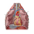 Corazón in situ
