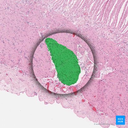 Fascículo de músculo liso (Fasciculus muscularis levis); Imagem: 
