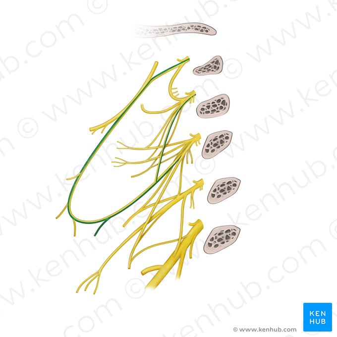Inferior omohyoid branch of ansa cervicalis (Ramus omohyoideus inferior ansae cervicalis); Image: Begoña Rodriguez