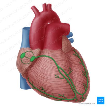 Sistema condutor do coração (Complexus stimulans cordis); Imagem: Yousun Koh