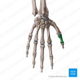 Falange proximal do polegar (Phalanx proximalis pollicis); Imagem: Yousun Koh