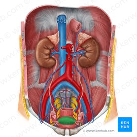 Ligaments of the uterus: Function and clinical cases | Kenhub