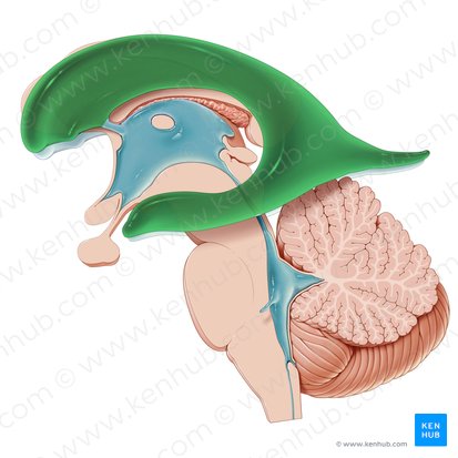 Ventrículo lateral esquerdo (Ventriculus lateralis sinister); Imagem: Paul Kim