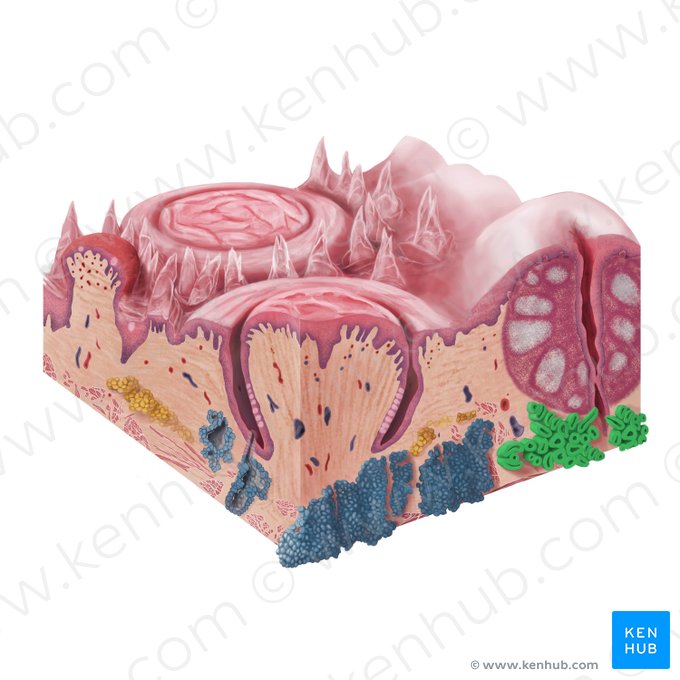 Posterior lingual gland (Glandula radicis linguae); Image: Begoña Rodriguez
