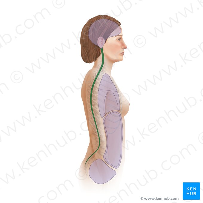 Canal vertebral (Canalis vertebralis); Imagem: Paul Kim