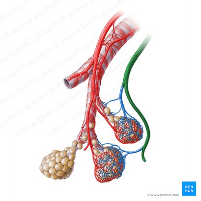 Pulmonary veins (Venae pulmonales); Image: Paul Kim