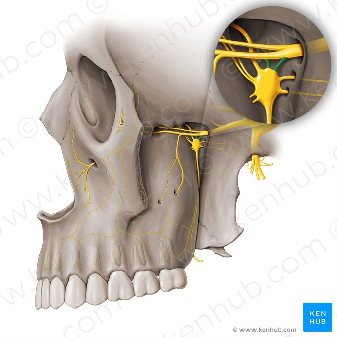 Ramos do nervo maxilar para o gânglio pterigopalatino (Rami ganglionici pterygopalatini nervi maxillaris); Imagem: Paul Kim