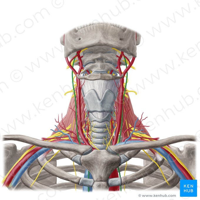 Nervo vago (Nervus vagus); Imagem: Yousun Koh