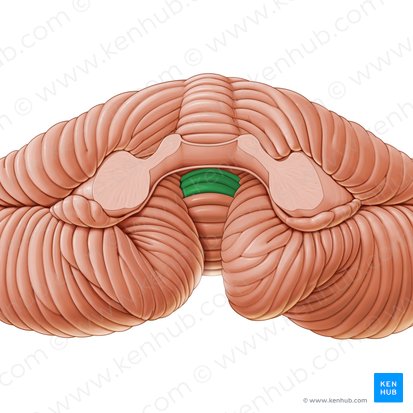 Nodule du vermis (Nodulus vermis); Image : Paul Kim