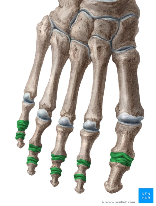 Interphalangeal articulations of foot - ventral view
