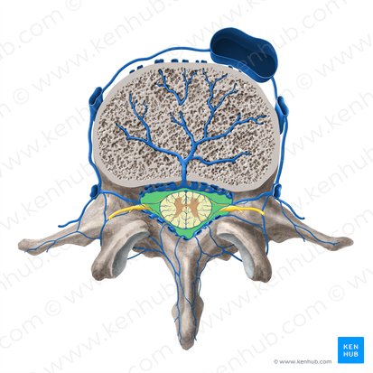 Vertebral foramen (Foramen vertebrale); Image: Paul Kim