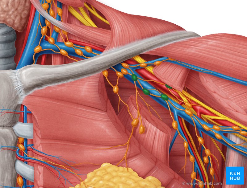 Central axillary lymph nodes - ventral view