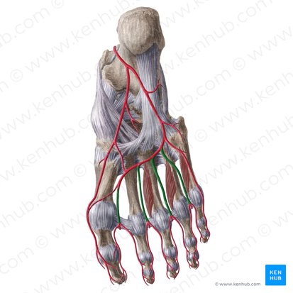 Arteriae metatarseae plantares (Fußsohlenseitige Mittelfußarterien); Bild: Liene Znotina