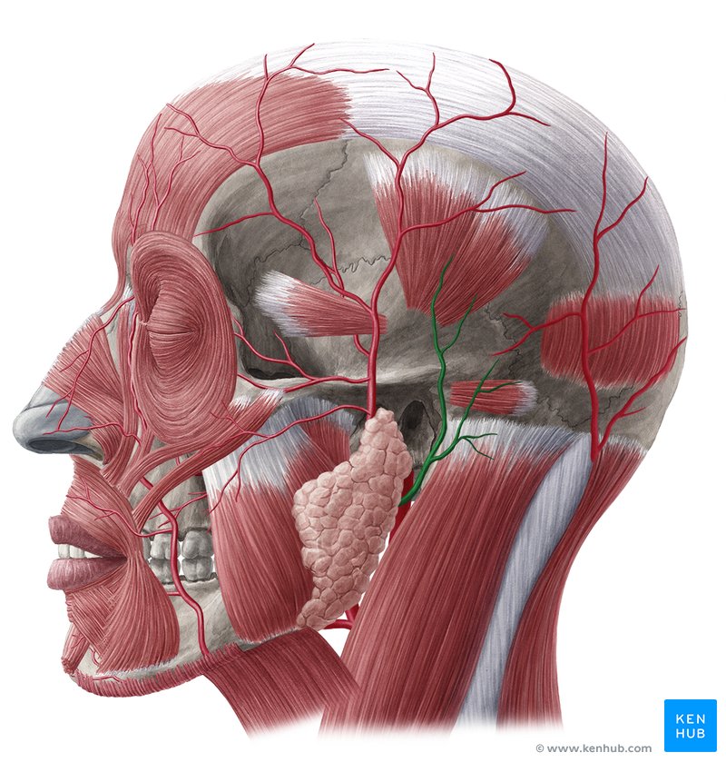 Posterior auricular artery (Arteria auricularis posterior)