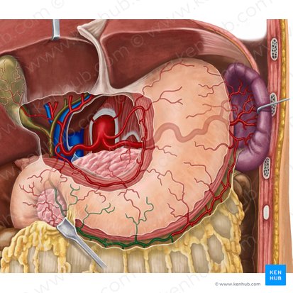 Right gastroomental artery (Arteria gastroomentalis dextra); Image: Irina Münstermann