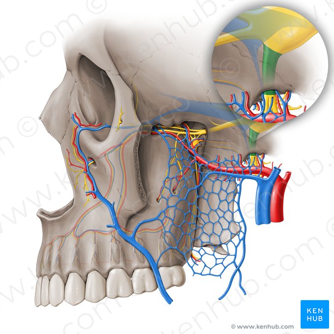 Mandibular nerve (Nervus mandibularis); Image: Paul Kim