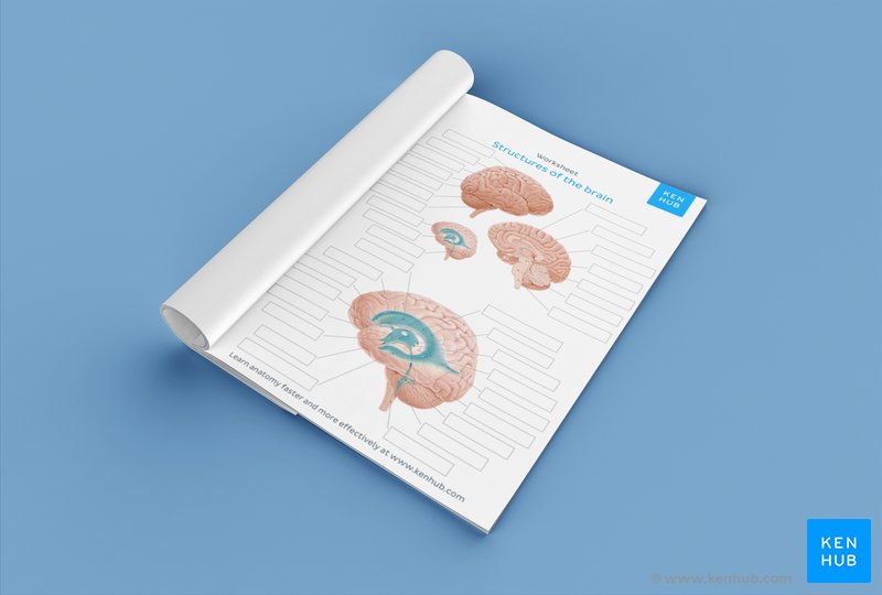 Parts of the brain: Learn with diagrams and quizzes | Kenhub
