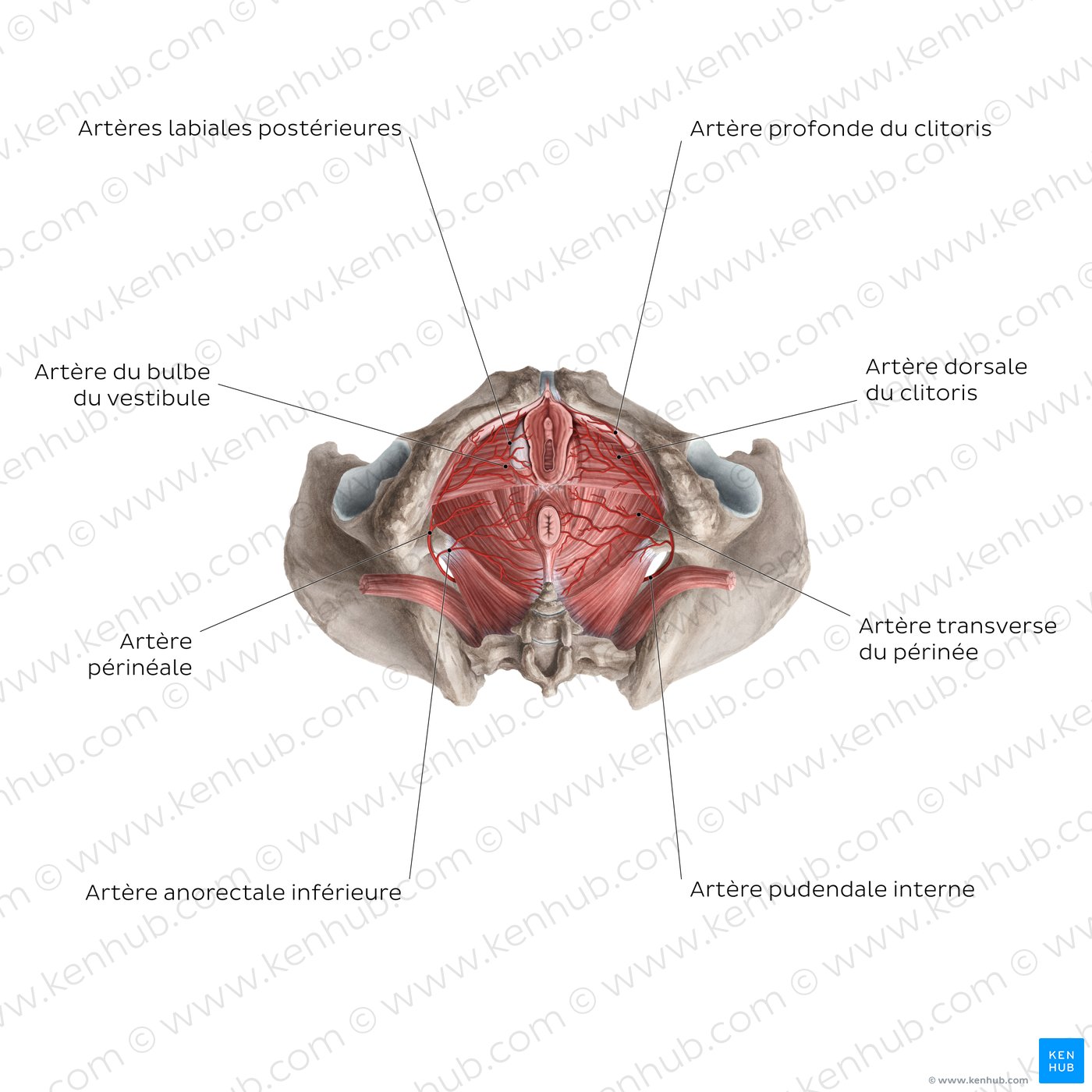 Artères du clitoris