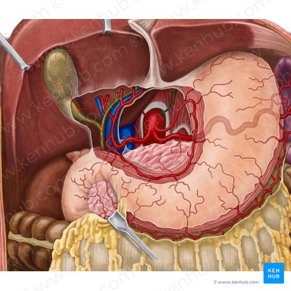 Left inferior phrenic artery (Arteria phrenica inferior sinistra); Image: Irina Münstermann