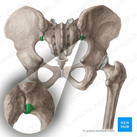 Espinha ilíaca póstero-inferior (Spina iliaca posterior inferior); Imagem: Liene Znotina